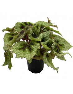 BEGONIA BLAD MASONIANA TRICOLOR, IRON CROSS Diametro vaso 14 cm