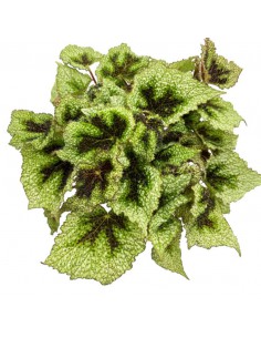 BEGONIA BLAD MASONIANA TRICOLOR, IRON CROSS Diametro vaso 14 cm 2