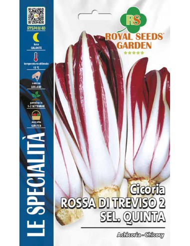SEMI DI CICORIA ROSSA TREVISO 2 SELEZIONE QUINTA