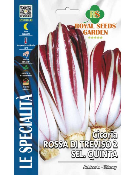 SEMI DI CICORIA ROSSA TREVISO 2 SELEZIONE QUINTA