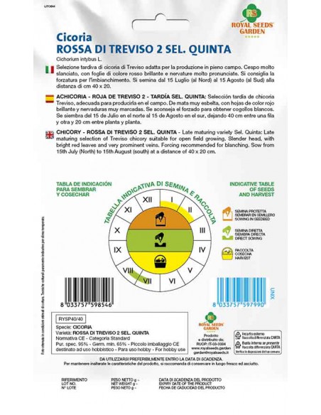 SEMI DI CICORIA ROSSA TREVISO 2 SELEZIONE QUINTA