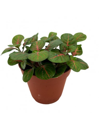 FITTONIA BUBBLE GREEN SMALL Diametro vaso 8.5 cm