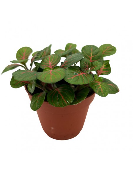 FITTONIA BUBBLE GREEN SMALL Diametro vaso 8.5 cm