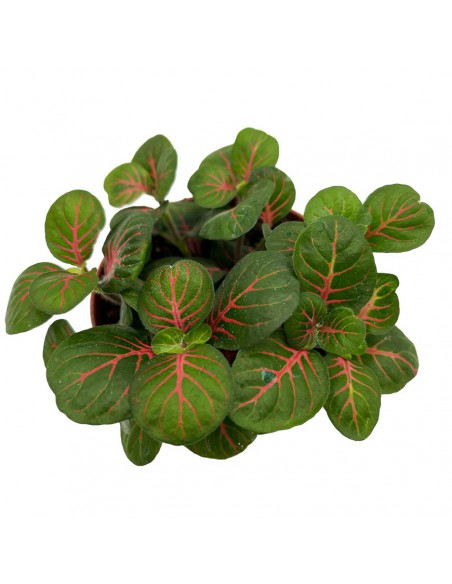 FITTONIA BUBBLE GREEN SMALL Diametro vaso 8.5 cm