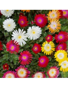 DELOSPERMUM JEWEL Diametro vaso 14 cm