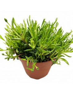 DELOSPERMUM JEWEL Diametro vaso 14 cm 2