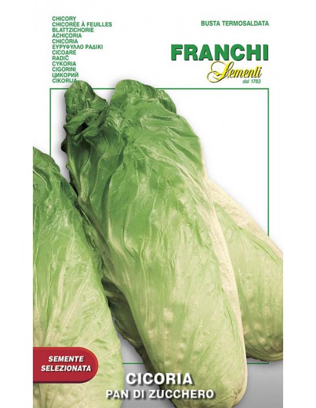 SEMI DI CICORIA PAN DI ZUCCHERO Foglie croccanti, gustose