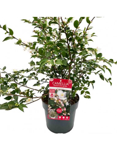 CAMELLIA JAPONICA "BEAUTY BLUSH" Diametro vaso 19 cm