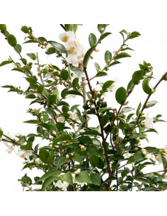 CAMELLIA JAPONICA "BEAUTY BLUSH" Diametro vaso 19 cm 2