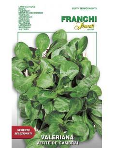 SEMI VALERIANA VERDE DE CAMBRAI sapore delicato