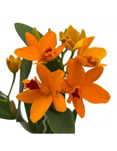 CATTLEYA MAMBO GOLDEN Diametro vaso 9 cm