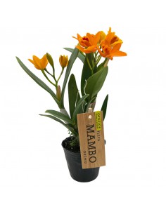 CATTLEYA MAMBO GOLDEN Diametro vaso 9 cm 2