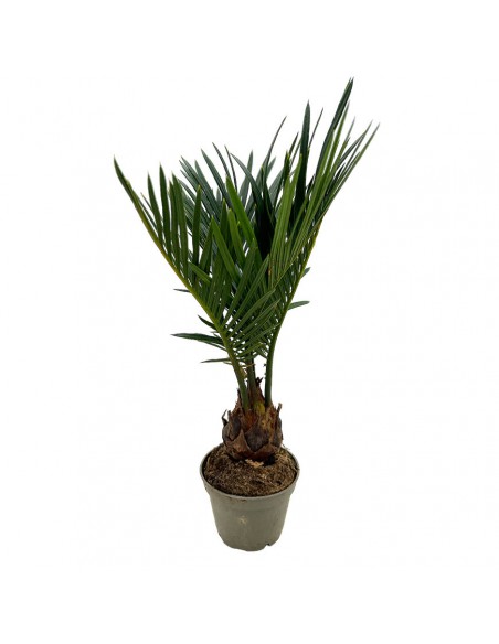 CYCAS REVOLUTA Diametro vaso 6 cm