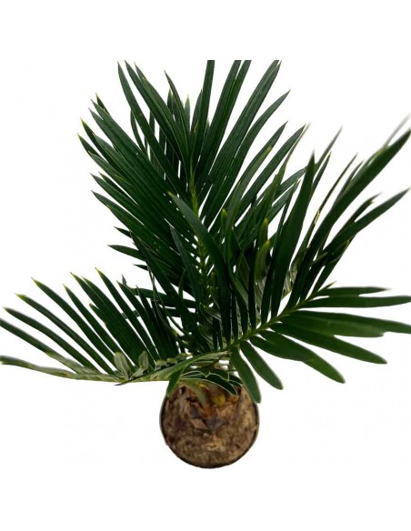 CYCAS REVOLUTA Diametro vaso 6 cm