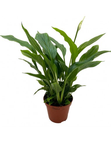 SPATHIPHYLLUM 'CHOPIN' Diametro vaso 9 cm