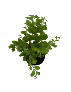 DIDYMOCHLAENA TRUNCATULA felce australiana Diametro vaso 6 cm 2