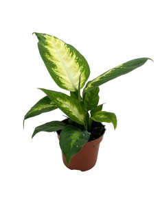 DIEFFENBACHIA 'CAMILLA' Diametro vaso 9 cm