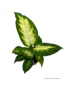 DIEFFENBACHIA 'CAMILLA' Diametro vaso 9 cm 2
