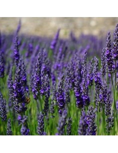 LAVANDA ANGUSTIFOLIA "DWARF BLUE" un tocco di blu