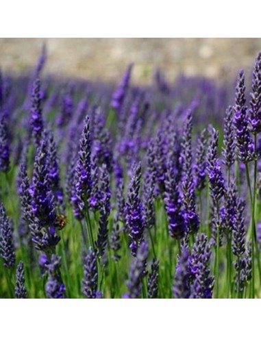 LAVANDA ANGUSTIFOLIA "DWARF BLUE" un tocco di blu