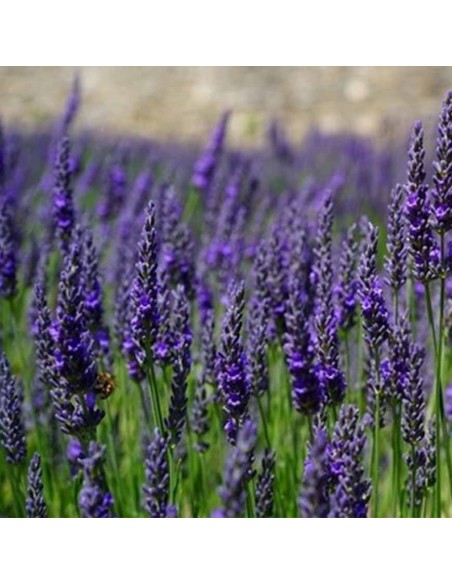 LAVANDA ANGUSTIFOLIA "DWARF BLUE" un tocco di blu