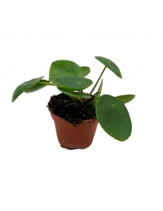 PILEA PEPEROMOIDES La pianta delle monete Vaso 6 cm