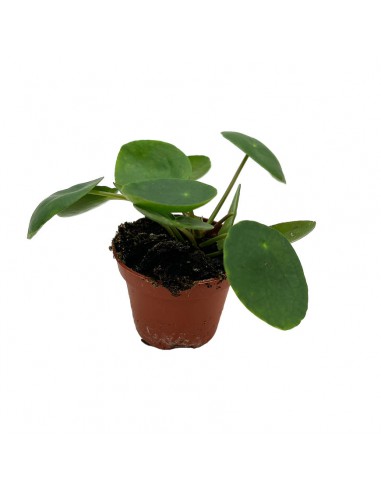 PILEA PEPEROMOIDES Diametro vaso 6 cm