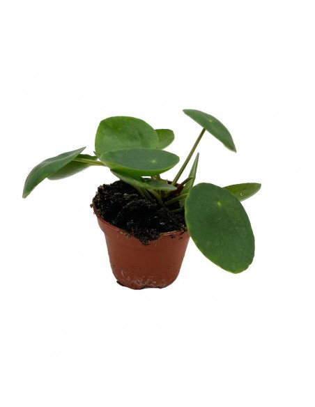 PILEA PEPEROMOIDES La pianta delle monete Vaso 6 cm