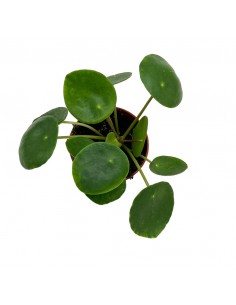 PILEA PEPEROMOIDES La pianta delle monete Vaso 6 cm 2