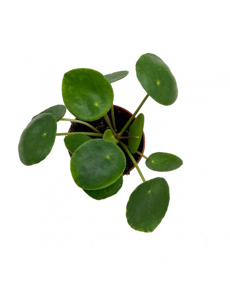 PILEA PEPEROMOIDES La pianta delle monete Vaso 6 cm