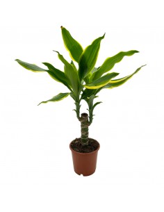 DRACAENA FRAGRANS "GOLDEN COAST" Vaso diam 11 cm