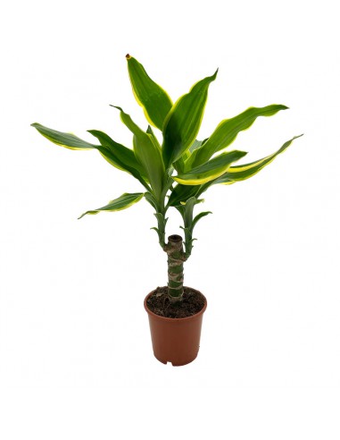 DRACAENA FRAGRANS "GOLDEN COAST" Vaso diametro 11 cm