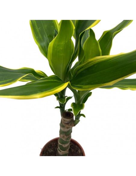 DRACAENA FRAGRANS "GOLDEN COAST" Vaso diam 11 cm