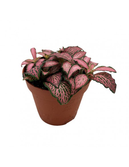 FITTONIA PINK FOREST FLAME SMALL LEAVES vaso 8.5 cm