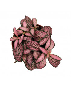 FITTONIA PINK FOREST FLAME SMALL LEAVES vaso 8.5 cm 2