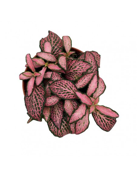 FITTONIA PINK FOREST FLAME SMALL LEAVES vaso 8.5 cm