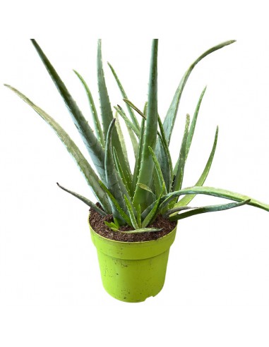 ALOE VERA Diametro vaso 23 cm