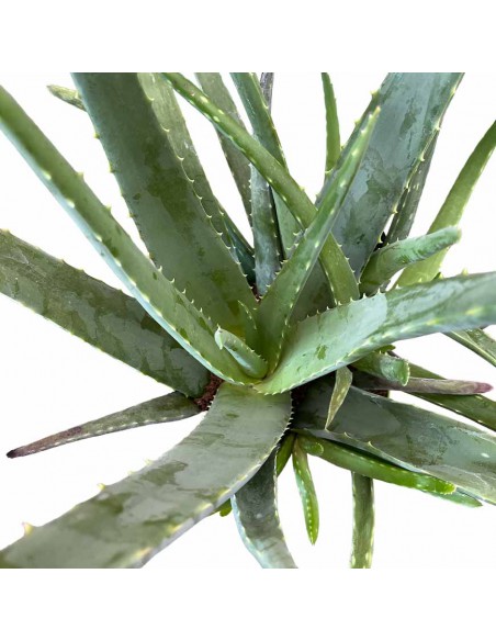 ALOE VERA Diametro vaso 23 cm