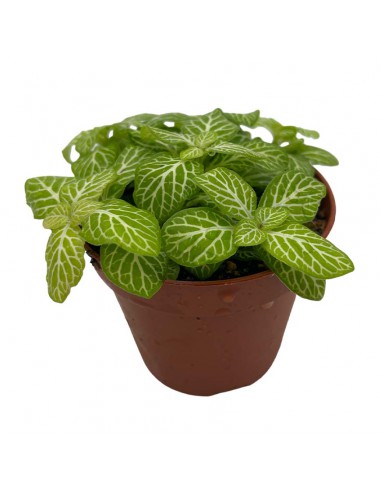 FITTONIA  LEMON Diametro vaso 8,5 cm