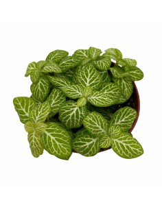 FITTONIA  LEMON Diametro vaso 8,5 cm 2