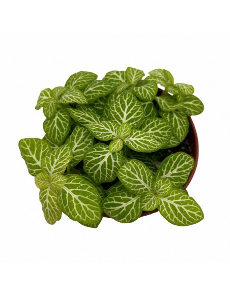 FITTONIA  LEMON Diametro vaso 8,5 cm