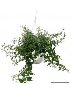 SOLANUM JASMINOIDES 'Gelsomino di notte'