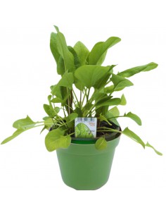 ACETOSA 2
