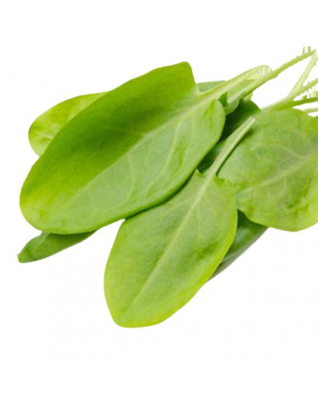 ACETOSA