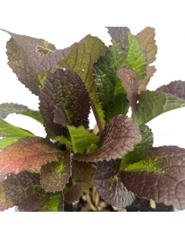 SENAPE ROSSA Tocco Piccante e Colorato per la Tua Cucina