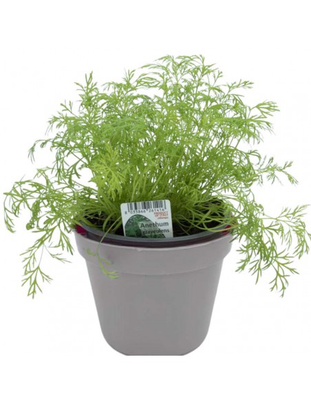 ANETO Diametro vaso 14 cm