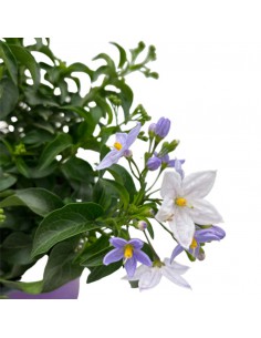 SOLANUM JASMINOIDES BLU