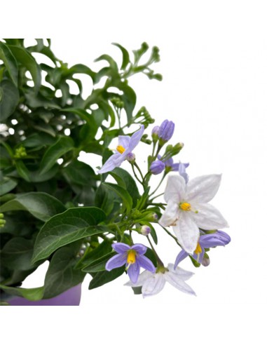 SOLANUM JASMINOIDES BLU