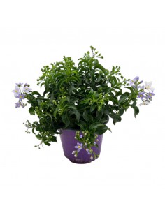 SOLANUM JASMINOIDES BLU 2