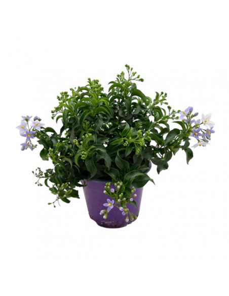 SOLANUM JASMINOIDES BLU